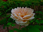 20090805cc030.jpg