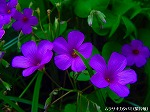 20090805cc033.jpg