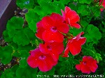 20090805cc041.jpg