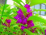 20090805cc043.jpg