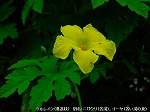 20090805cc047.jpg