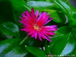 20090805cc050.jpg
