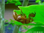 20090805cc057.jpg