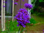 20090805cc058.jpg