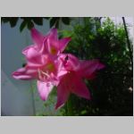 20090812uch004.jpg