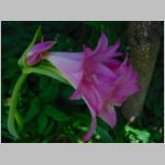 20090812uch006.jpg