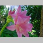 20090812uch007.jpg