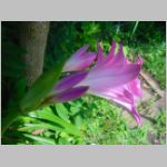 20090812uch008.jpg