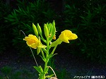 20090817msg002.jpg