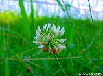20090817msg009.jpg
