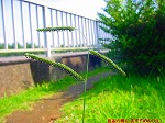 20090817msg022.jpg