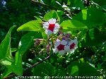 20090817msg023.jpg