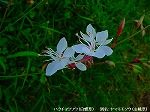 20090817msg026.jpg