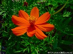 20090817msg033.jpg