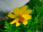20090817msg035.jpg