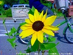 20090817msg036.jpg