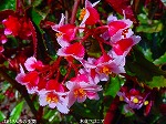 20090817msg039.jpg