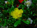 20090817msg040.jpg