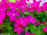20090817msg042.jpg