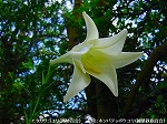 20090817msg046.jpg