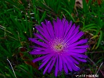 20090821msg022.jpg