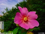 20090821msg027.jpg