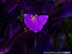 20090821msg029.jpg