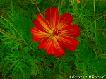 20090821msg030.jpg