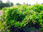 20090821msg032.jpg