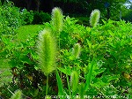 20090821msg037.jpg