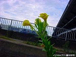 20090821msg049.jpg