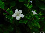 20090821msg056.jpg