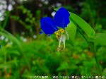 20090821msg077.jpg