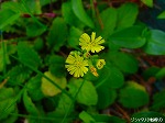 20090821msg079.jpg