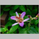20090819msg010.jpg