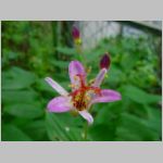 20090819msg016.jpg