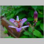 20090819msg024.jpg