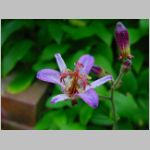 20090819msg025.jpg