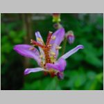 20090819msg042.jpg