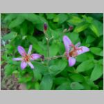 20090824uch005.jpg