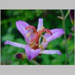 20090824uch006.jpg