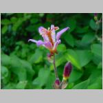 20090824uch007.jpg