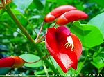 20090825msg006.jpg