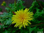 20090825msg008.jpg