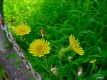 20090825msg009.jpg
