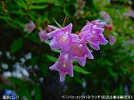 20090825msg016.jpg