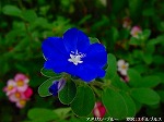 20090825msg018.jpg