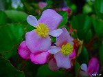 20090825msg021.jpg