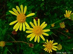 20090825msg026.jpg