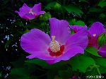 20090825msg031.jpg